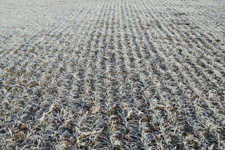 Field of winter wheat. Hoarfrost on foliage of sprouts of wheat.の写真素材