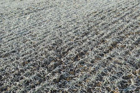 Field of winter wheat. Hoarfrost on foliage of sprouts of wheat.の写真素材