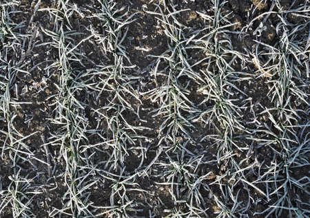 Field of winter wheat. Hoarfrost on foliage of sprouts of wheat.の写真素材
