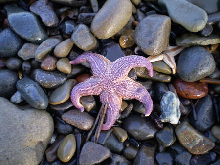 Starfish ashore. Sea erinaceouses mollusks of the Sea of Okhotsk.の写真素材