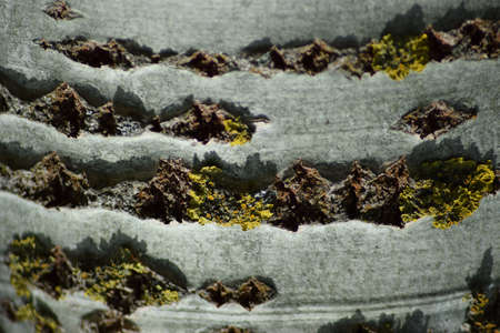 Background from poplar bark. Texture of bark of a tree.の写真素材