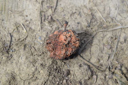 Dried rotten apple. Plant diseases in the garden.の写真素材