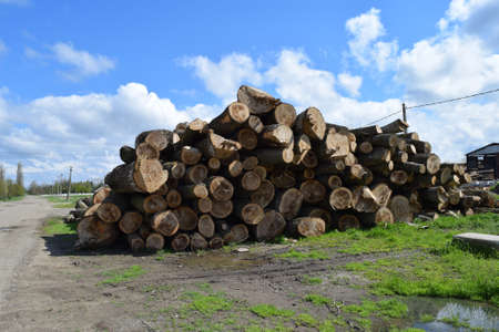 Logs are piled in a heap in front of the sawmill. Raw materials for the wood industry.