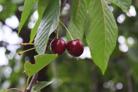Two cherries together. The fruits of cherries in the garden.