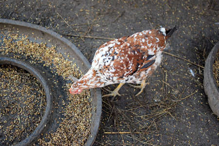 The hen pecks grain. Content in backyard chicken farm.の写真素材