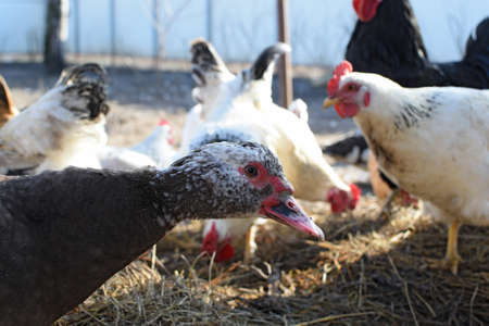 The musky duck. The maintenance of musky ducks in a household.の写真素材