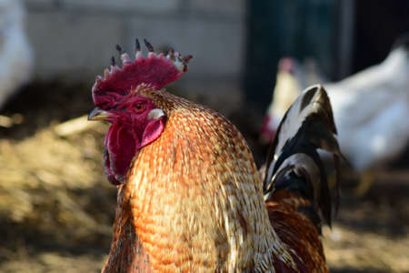 Red old cock. Content in backyard chicken farm.の写真素材