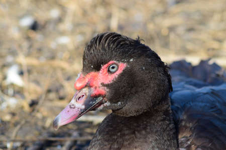 The musky duck. The maintenance of musky ducks in a household.の写真素材