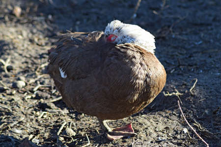 The musky duck. The maintenance of musky ducks in a household.