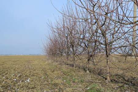Young apple orchard. Growing and Caring for orchard of apple trees.