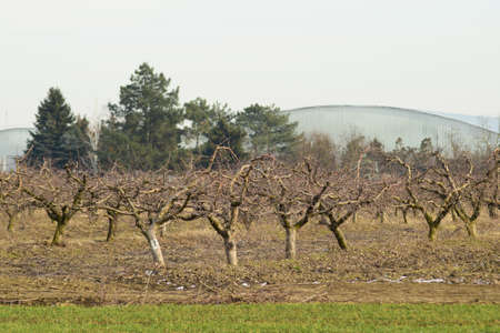 Cropped trees in the apple orchard. Care orchard, pruning trees.