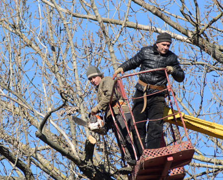 Pruning trees using a lift-arm. Chainsaw Cutting unnecessary branches of the tree. Putting in order...