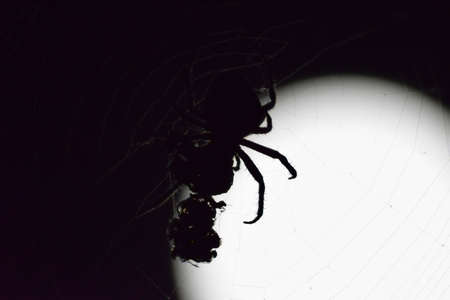 Araneus Spider on the background of the moon. Night spider on its web.