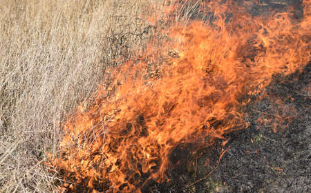 Burning dry grass and reeds. Cleaning the fields and ditches of the thickets of dry grass.