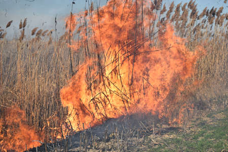 Burning dry grass and reeds. Cleaning the fields and ditches of the thickets of dry grass.