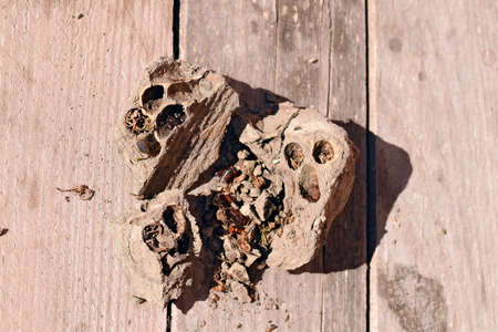 Break a hornet's nest of clay. Nests of clay belonging wasp. Clay camera in the nest and store food for larvae of them. The socket has input and ventillyatsionnye openings.の写真素材