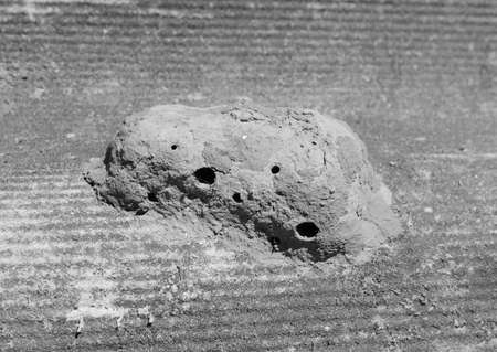 Nests of clay belonging wasp. Clay camera in the nest and store food for larvae of them. The socket...