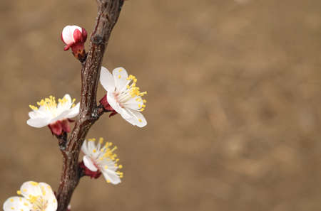 Blooming wild apricot in the garden. Spring flowering trees. Pollination of flowers of apricot.