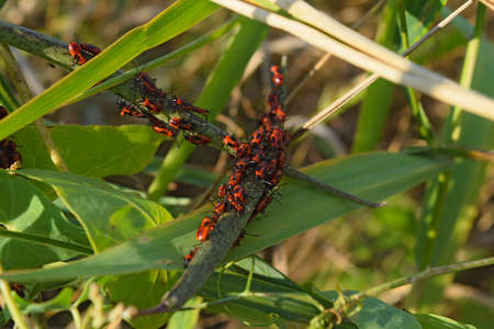 Firebugs mating and walking backwards. Spring nature fire bug red insects macro. Red bugs in the...