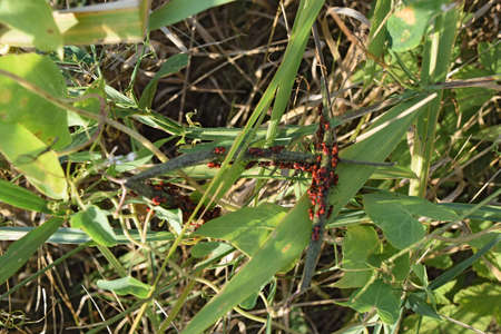 Firebugs mating and walking backwards. Spring nature fire bug red insects macro. Red bugs in the...