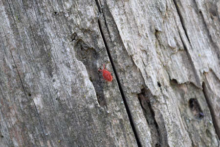 Trombidiidae on tree bark. Spring trombidiidae in search of food.