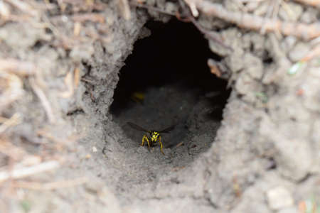 Log into the slot vespula vulgaris. Wormhole leading to the hornet's nest in the ground. Jack...
