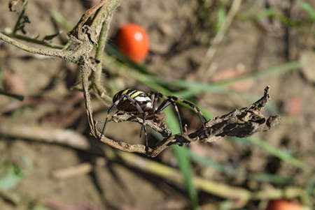 Argiopa Spider on the web. Arachnid predator. Spider crawling on the dry grass.の写真素材