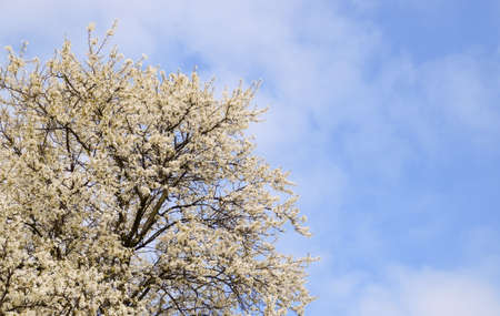 Flowering white plum. Plum branches covered with flowers.の写真素材