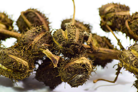 Castor seeds on a white background. The plant is used to make castor oil.の写真素材