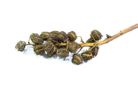 Castor seeds on a white background. The plant is used to make castor oil.の写真素材