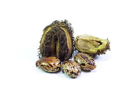 Castor seeds on a white background. The plant is used to make castor oil.の写真素材