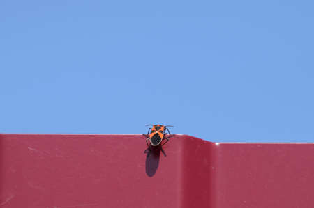 Little red bug climbs through a red fence. Overcoming obstacles insects.の写真素材