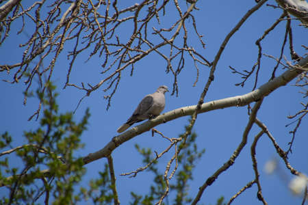 Turtledove on a branch of a silver poplar. Spring bird flights.