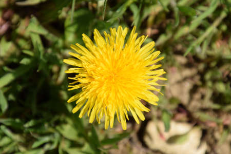 Flowering dandelion. Bright yellow dandelion flower in the grass.