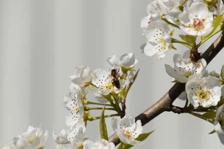 Pollination of flowers by bees pears. White pear flowers is a source of nectar for bees. Pollination...