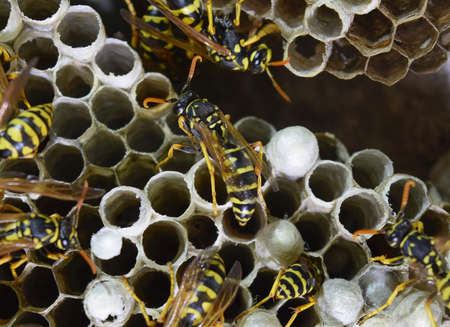 Wasp nest with wasps sitting on it. Wasps polist. The nest of a family of wasps which is taken a...