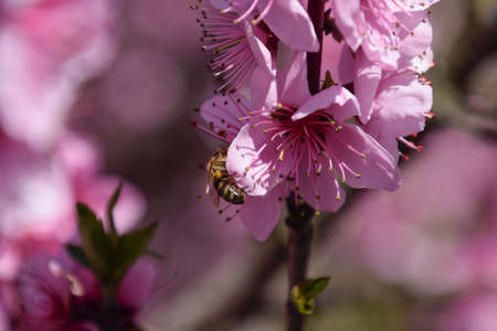 Pollination of flowers by bees peach. White pear flowers is a source of nectar for bees. Pollination...