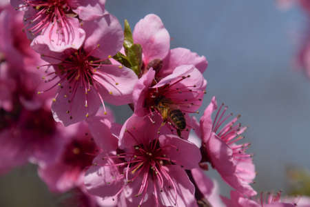 Pollination of flowers by bees peach. White pear flowers is a source of nectar for bees. Pollination...