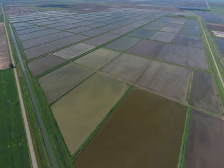 Flooded rice paddies. Agronomic methods of growing rice in the fields. Flooding the fields with water in which rice sown. View from above.の写真素材