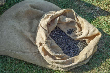 Bag of burlap and sunflower seeds. The bag on the grass.の写真素材