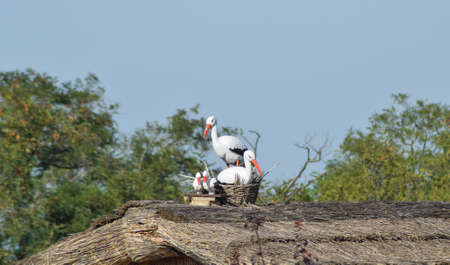 Figures storks on the thatched roof. The scenery of the animal figures.の写真素材