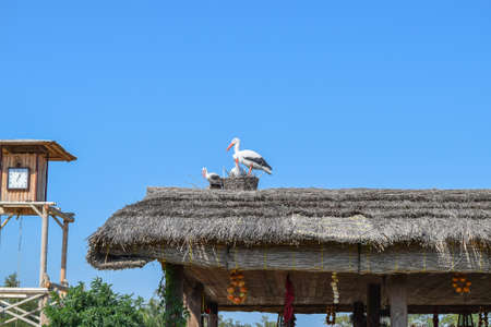 Figures storks on the thatched roof. The scenery of the animal figures.の写真素材