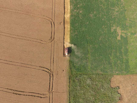 Cleaning wheat harvester. Ripe wheat harvester mowed and straw easily sprayed behind him. Top view.