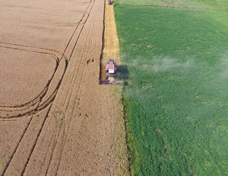 Cleaning wheat harvester. Ripe wheat harvester mowed and straw easily sprayed behind him. Top view.