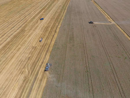 Harvesting wheat harvester. Agricultural machinery in operation.