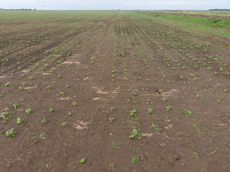 Top view of a field of sunflower seedlings. The cultivation of oilseed crops in agriculture.