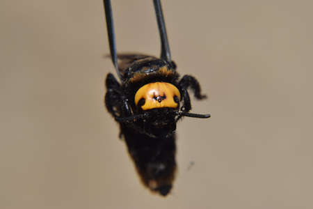 Megascolia maculata. The mammoth wasp. Wasp on Scola giant tweezers.の写真素材