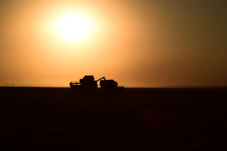 Harvesting by combines at sunset. Agricultural machinery in operation.の写真素材