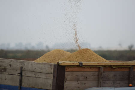 Unloading grain from a combine into a truck. Agricultural machinery for harvesting from the fields.の写真素材