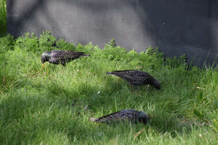 Starlings walk on the grass. Corvids starling.の写真素材